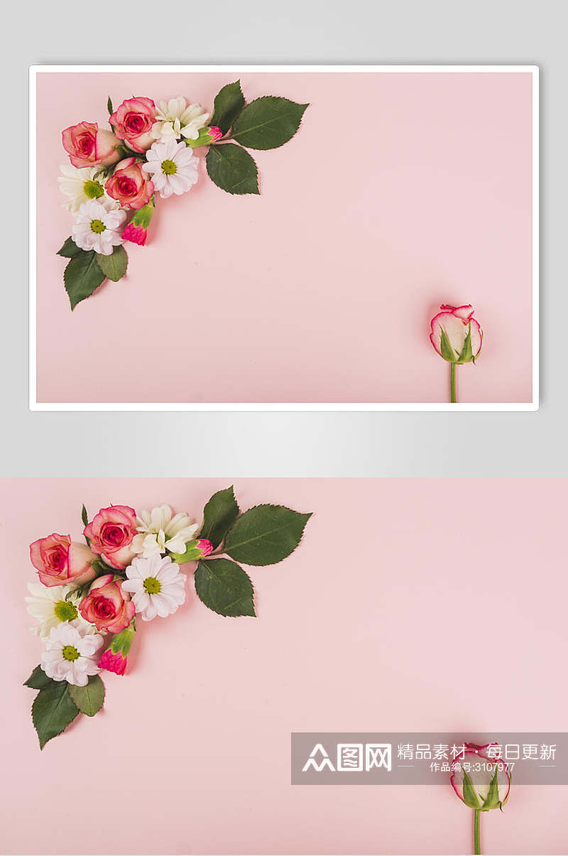 时尚粉色鲜花花语花朵高清图片素材