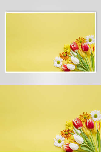 黄色花语花朵高清摄影图片