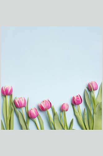 简约郁金香鲜花花语花朵高清图片