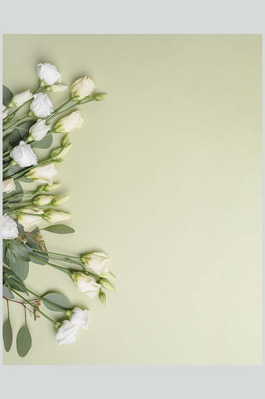 白色鲜花花语花朵高清图片