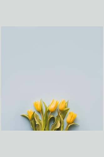 黄色郁金香花语花朵高清摄影图片