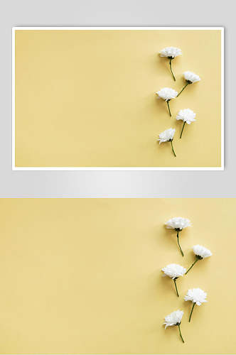 简约黄色大气花语花朵高清图片