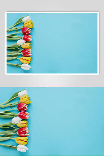 郁金香花语花朵高清图片