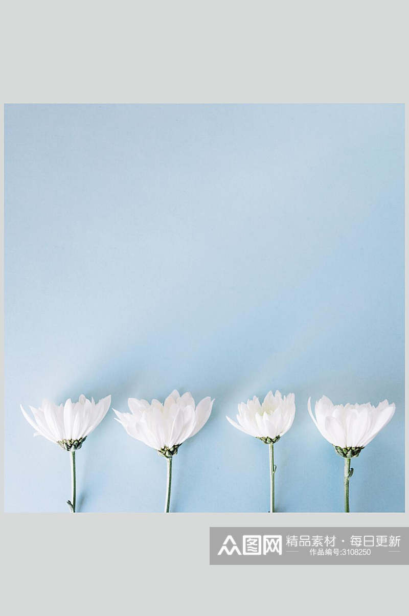 白色鲜花花语花朵高清图片素材