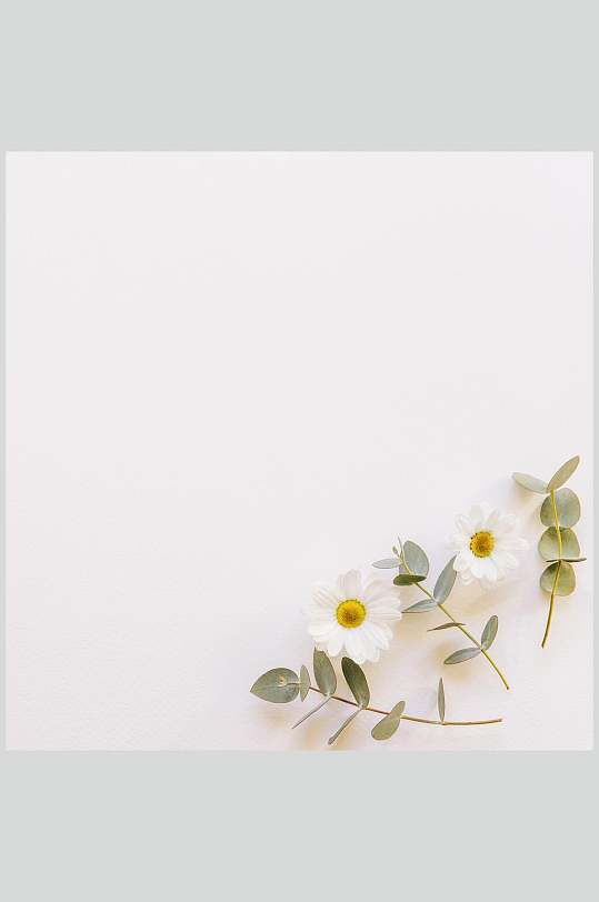 极简淡雅花语花朵高清图片