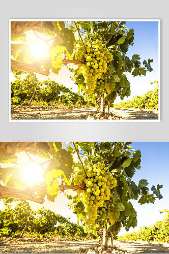 阳光高清水果葡萄图片