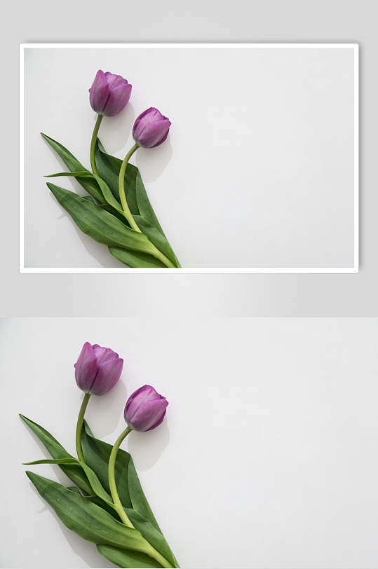 紫色鲜花花语花朵高清图片