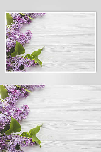 简约紫色花语花朵高清摄影图片