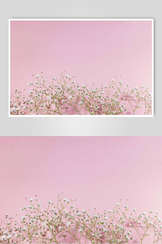 唯美粉色花卉花语花朵高清图片