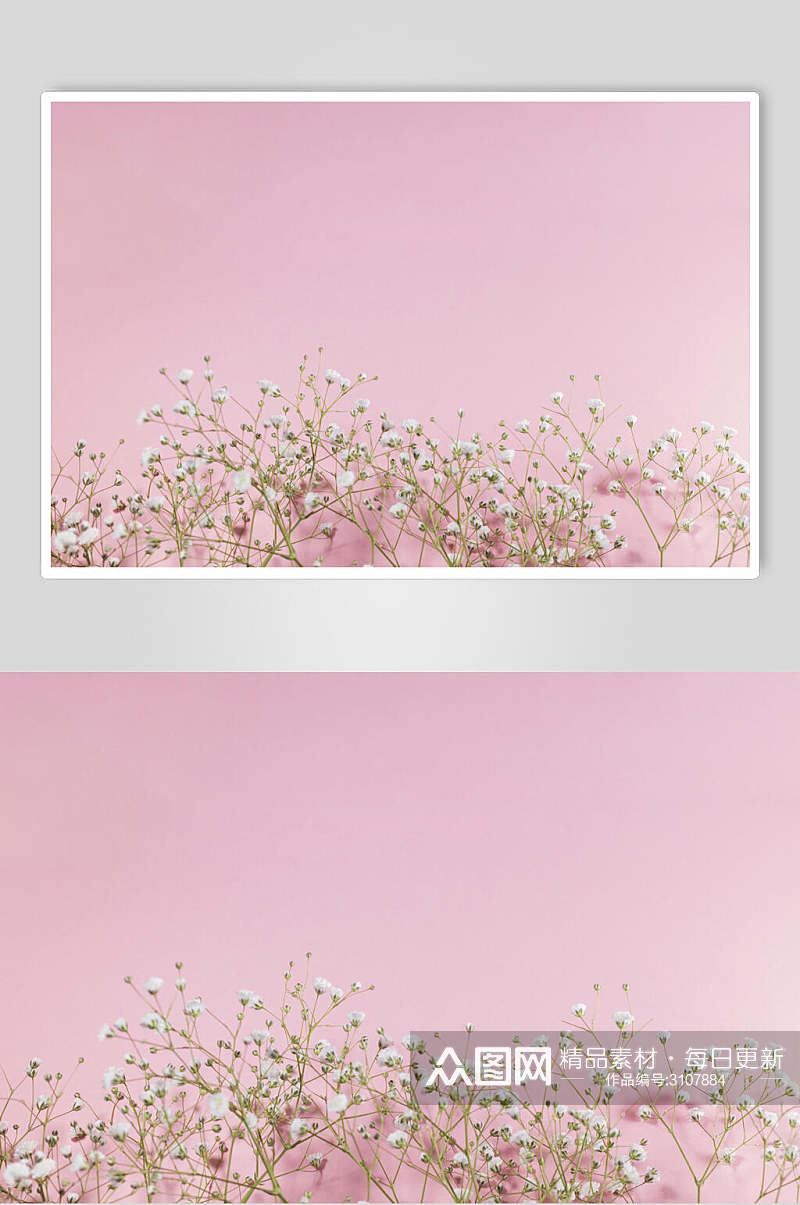 唯美粉色花卉花语花朵高清图片素材