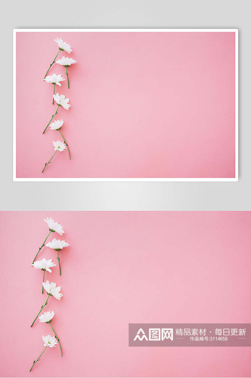 简约粉色花语花朵高清图片素材
