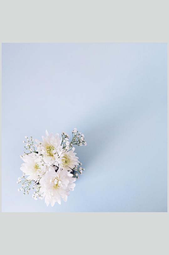 浅蓝色精致花语花朵高清图片