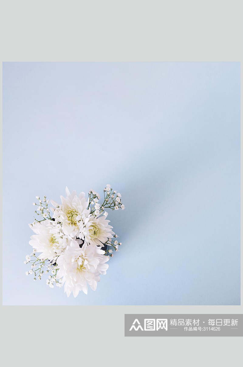 浅蓝色精致花语花朵高清图片素材