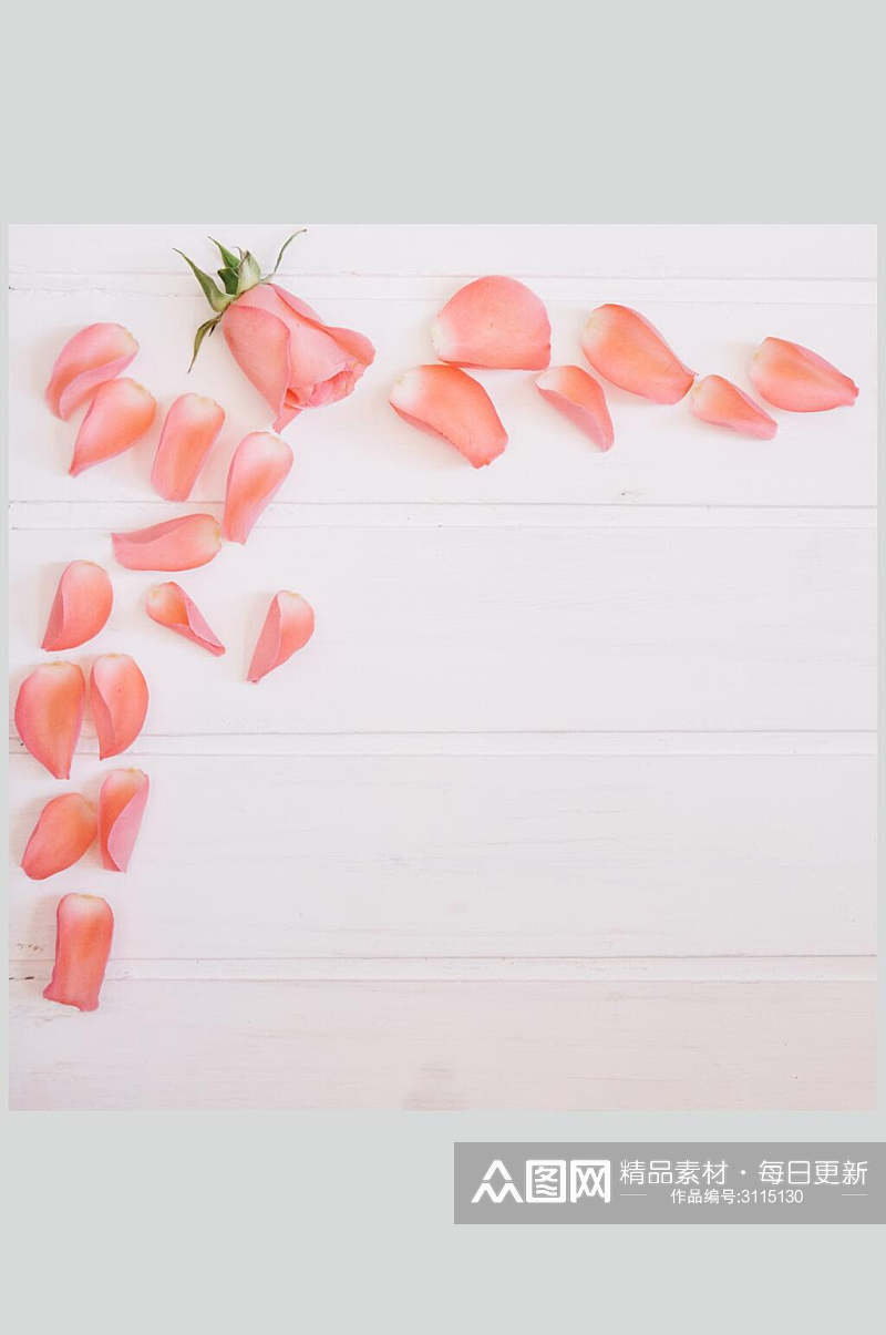 粉色花瓣花语花朵高清摄影图片素材