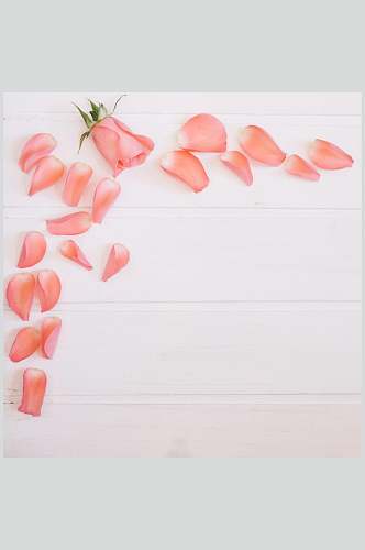 粉色花瓣花语花朵高清摄影图片
