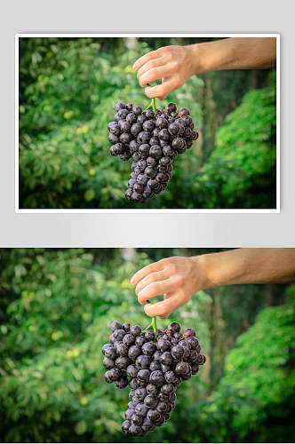 清新绿色高清水果葡萄食物图片