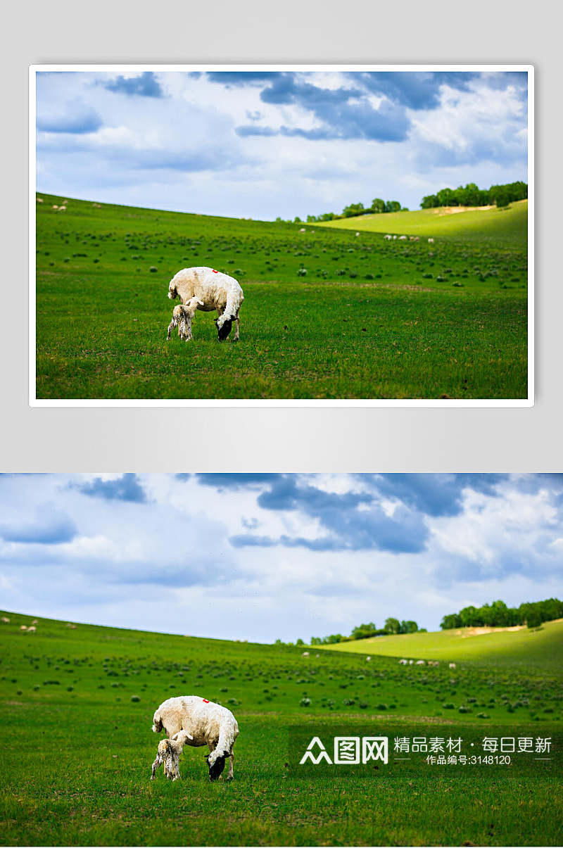 绵羊乌兰布统风景图片素材