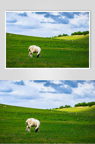 绵羊乌兰布统风景图片