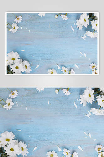 白色雏菊花语花朵高清图片