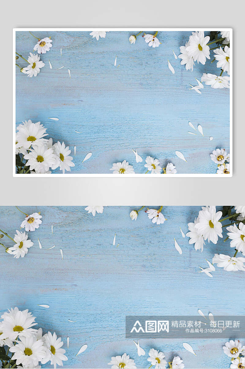 白色雏菊花语花朵高清图片素材