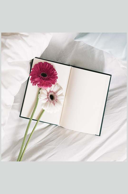 书本花语花朵高清图片