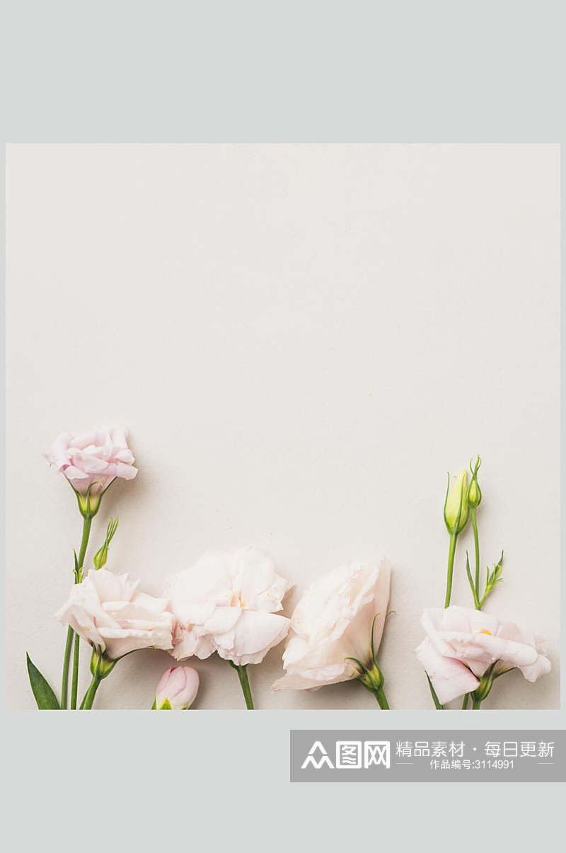 时尚粉色康乃馨花语花朵高清图片素材