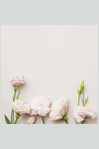 时尚粉色康乃馨花语花朵高清图片