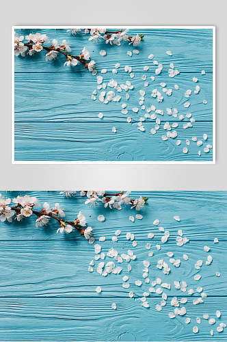 蓝色花瓣花语花朵高清图片