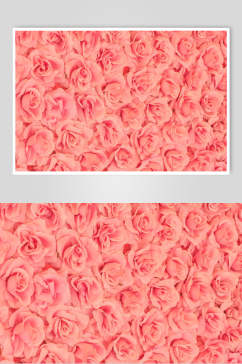 粉色玫瑰红花语花朵高清摄影图片