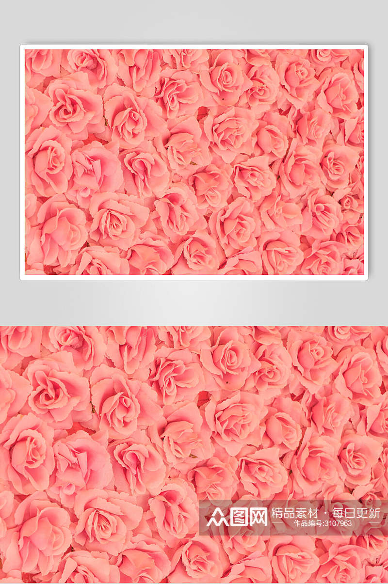 粉色玫瑰红花语花朵高清摄影图片素材