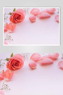 粉色花瓣花语花朵高清图片