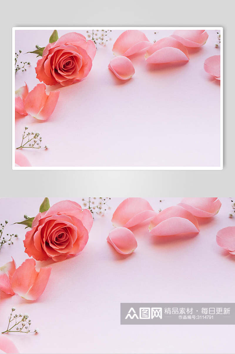 粉色花瓣花语花朵高清图片素材