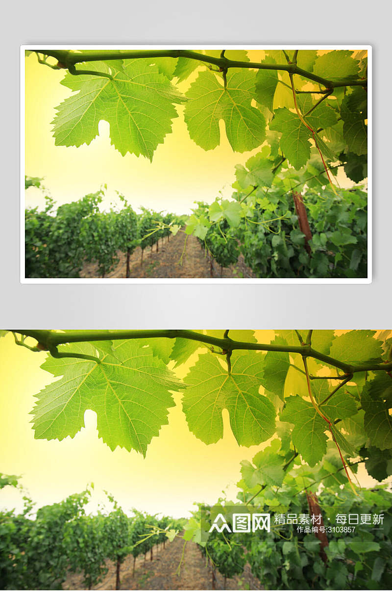 清新绿色高清水果葡萄食物图片素材
