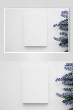 极简白色花语花朵高清图片