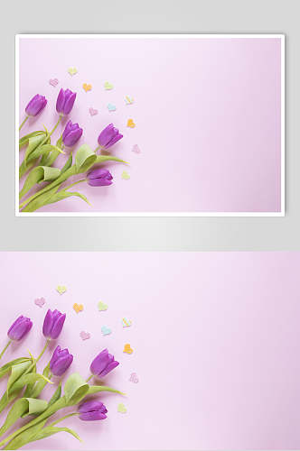 紫色唯美花语花朵高清图片