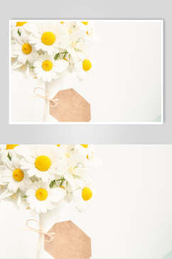 白色花语花朵高清摄影图片