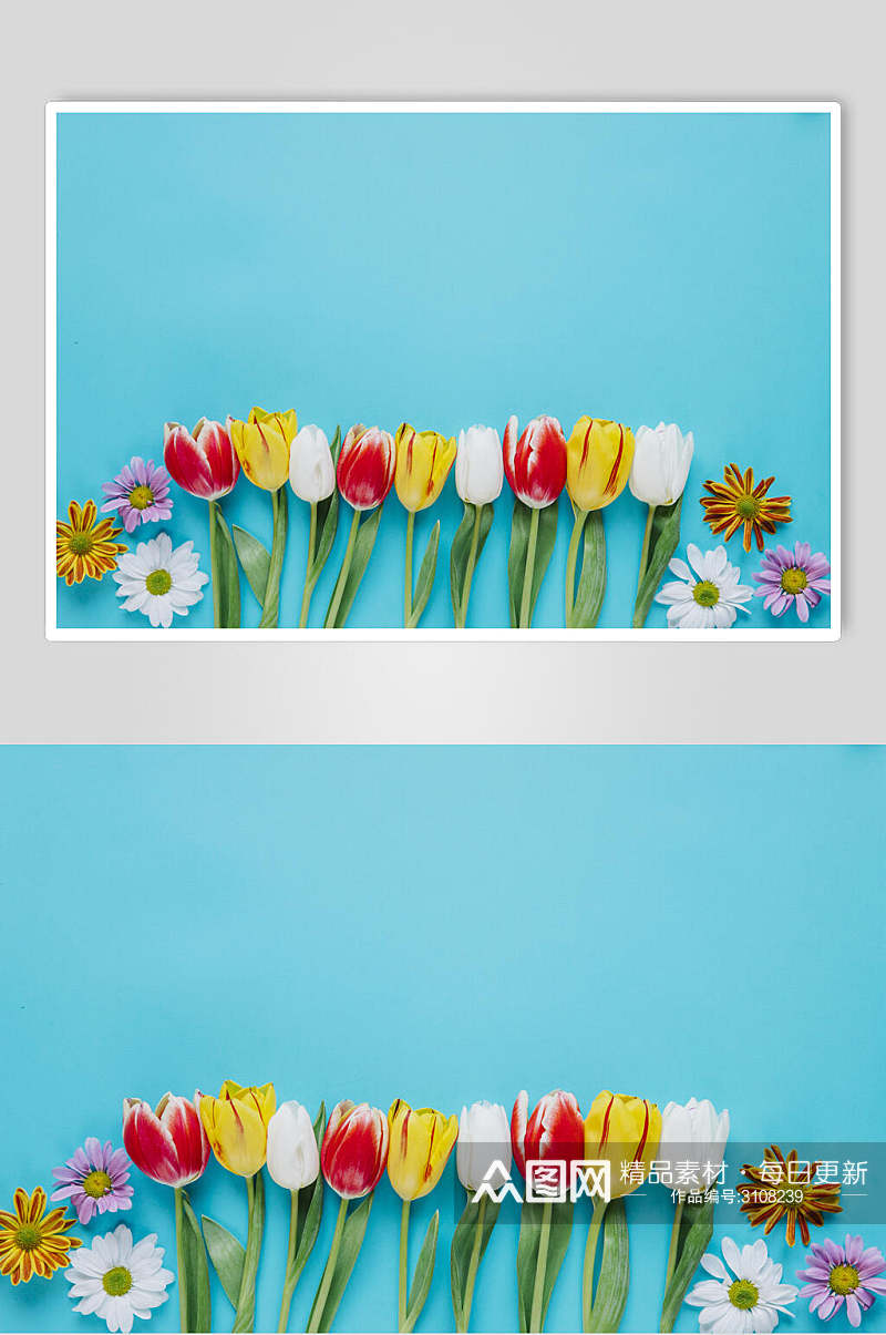 浅蓝色花语花朵高清图片素材