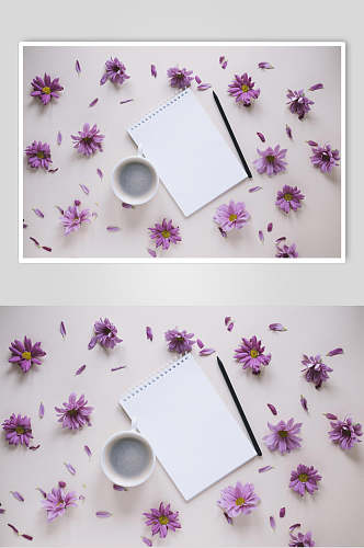 紫色鲜花花语花朵高清摄影图片