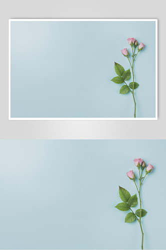 浅蓝色文艺花语花朵高清图片