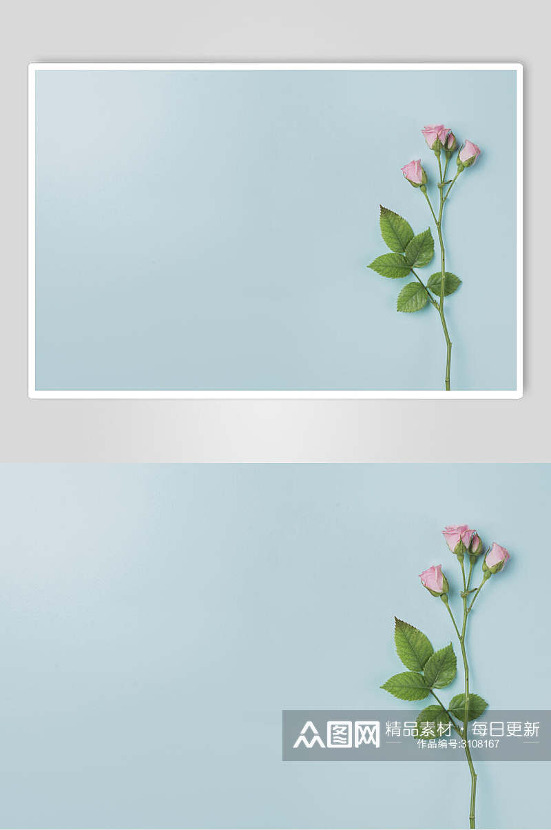 浅蓝色文艺花语花朵高清图片素材