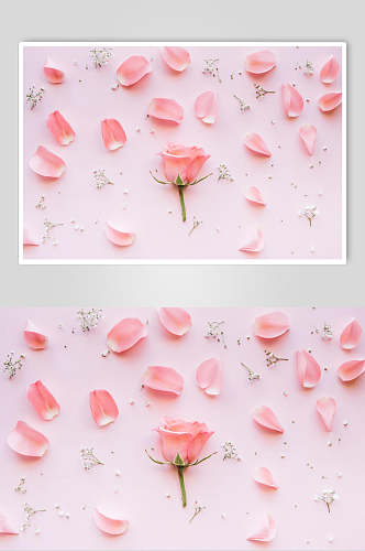 粉色花瓣花语花朵高清图片