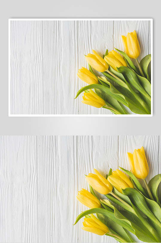 黄色郁金香花语花朵高清图片