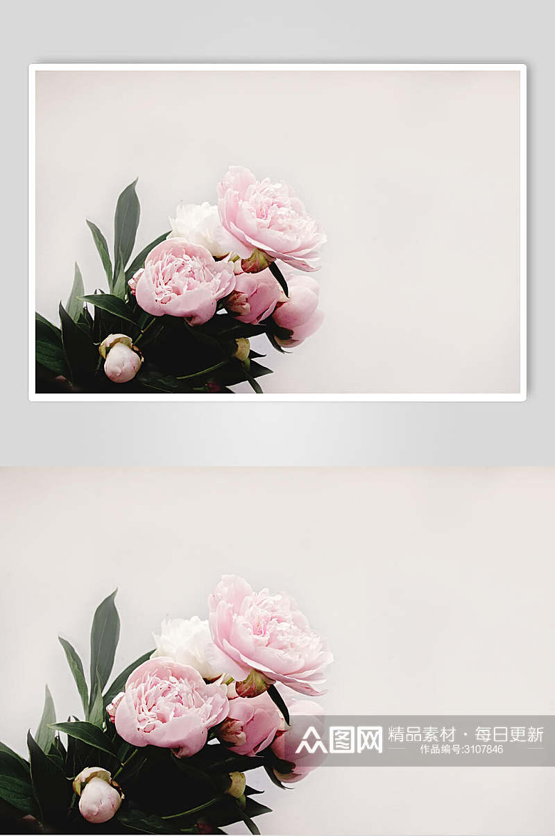 花语花朵高清图片素材