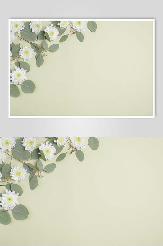 极简绿色背景花语花朵高清图片