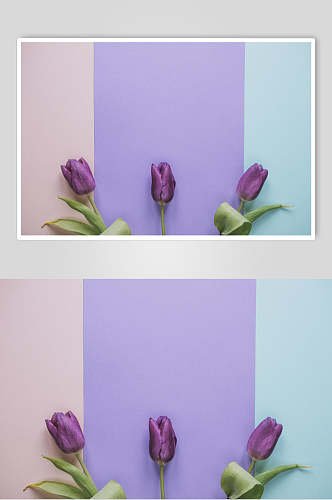 紫色花语花朵高清摄影图片