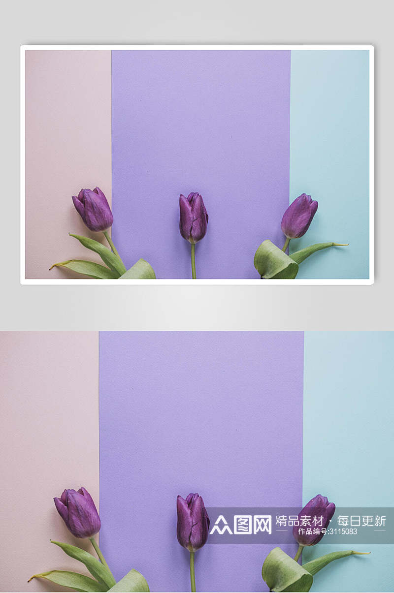 紫色花语花朵高清摄影图片素材