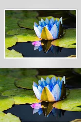 蓝色花朵荷花荷叶图片