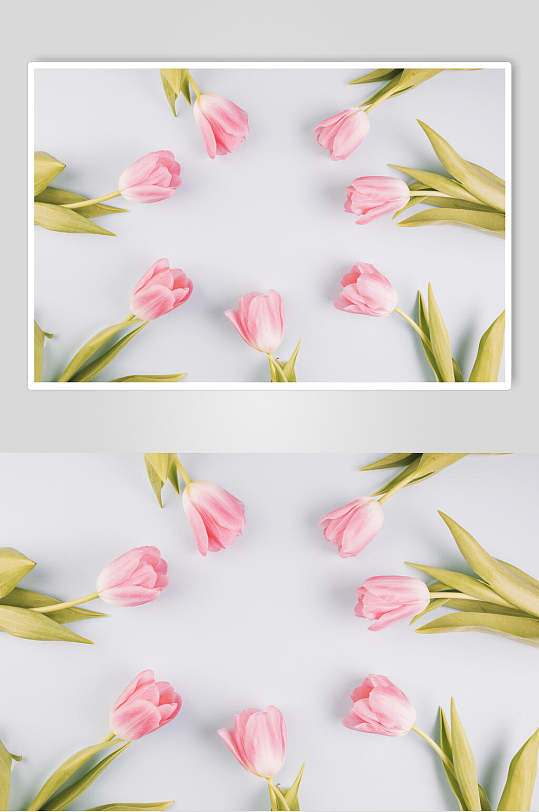 粉色花语花朵高清图片