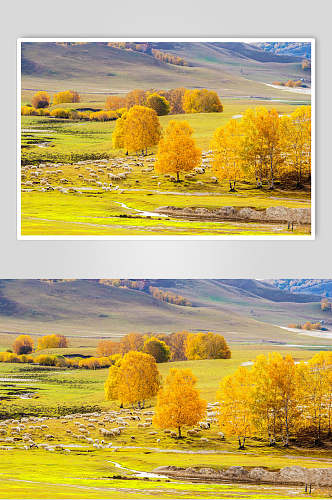 金黄色乌兰布统风景图片