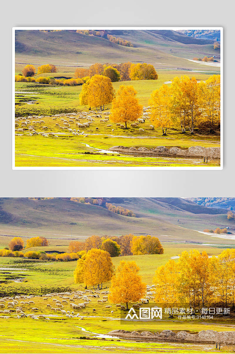 金黄色乌兰布统风景图片素材